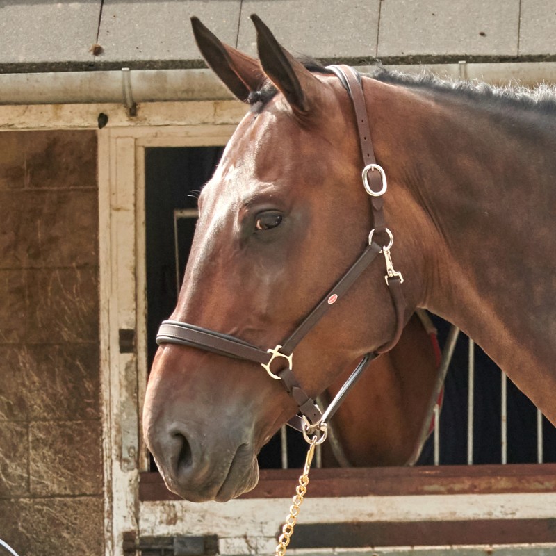 HC054 - Ready to Ride Headcollar - Black or Havnana